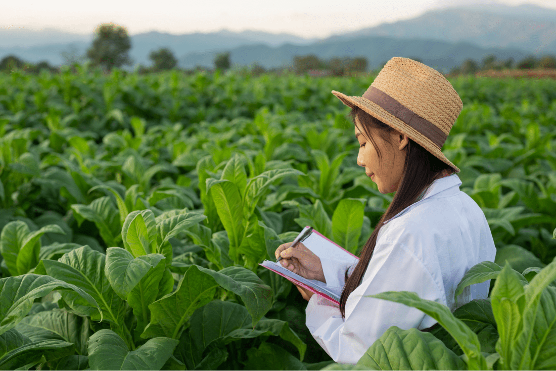 tobacco-field-about