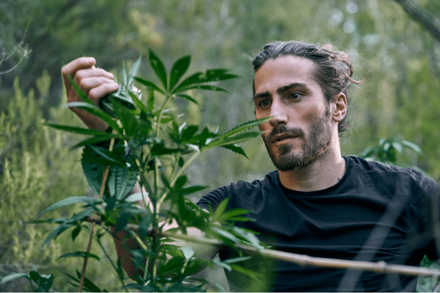 young-caucasian-man-taking-care-large-cannabis-plants-garden (1)